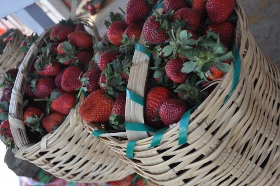 Em Irapuato, terra dos morangos no México